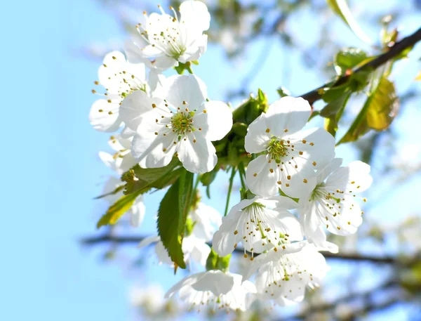 Fleur de cerisier Images De Stock Libres De Droits