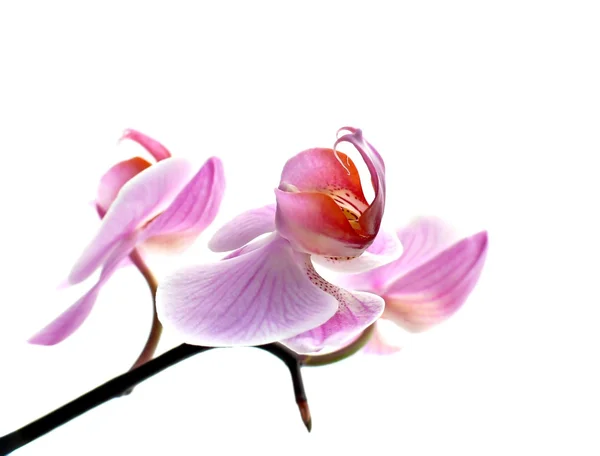 Orchidea rózsaszín — Stock Fotó