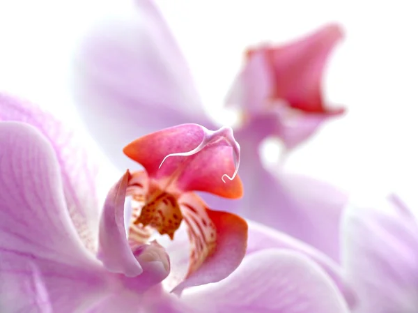 분홍색 난초 — 스톡 사진
