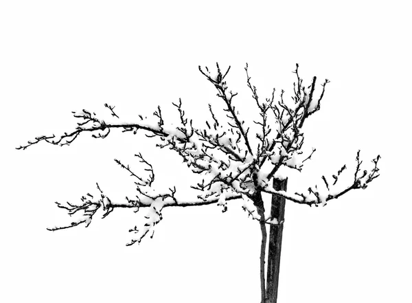 雪の苗木 — ストック写真