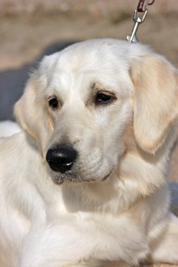 yavru golden retriever