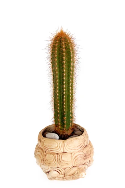 stock image Cactus in a pot-turtle