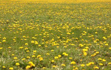 dandelions bahar alanı