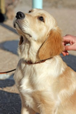 yavru golden retriever