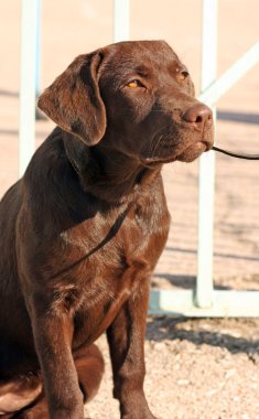 çikolata labrador retriever köpek yavrusu