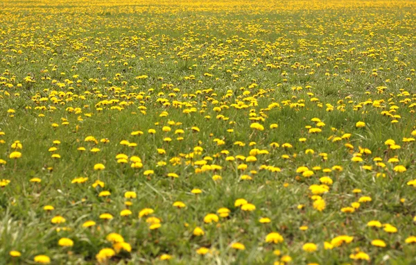 stock image Spring field of dandelions