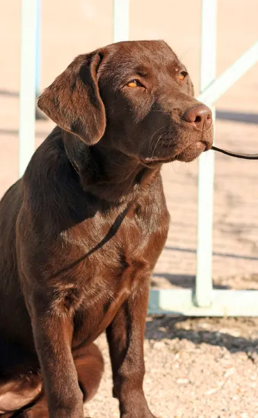 stock image Chocolate labrador retriever puppy