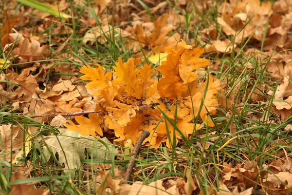 Stock image Autumn yellow leaves