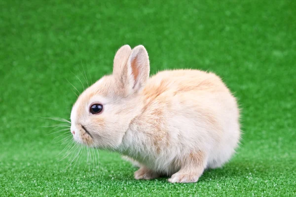 Domestic rabbit — Stock Photo, Image