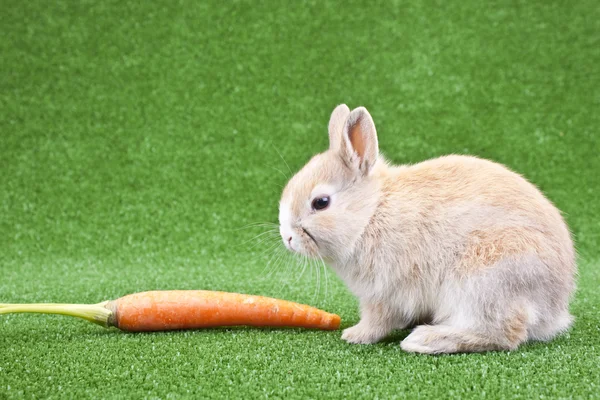 Domestic rabbit and carrot — Stock Photo, Image