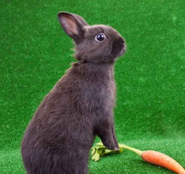 Rolig kanin och morot — Stockfoto