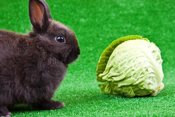 ウサギとキャベツ — ストック写真