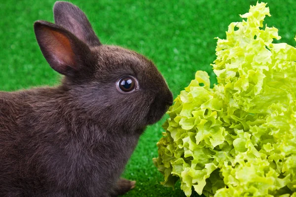 Rabbit eating salad — Stock Photo, Image
