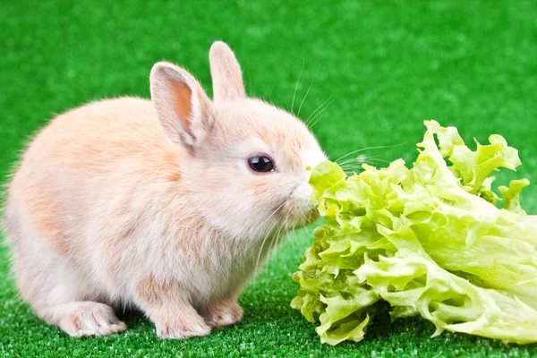 一个可爱的小兔子吃 — 图库照片