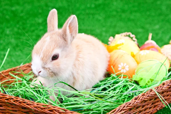Nido de Pascua con conejo y huevos — Foto de Stock