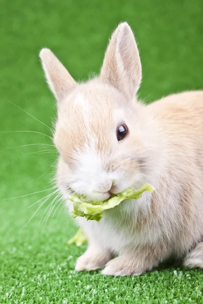 Pequeño conejo comiendo ensalada verde — Foto de Stock