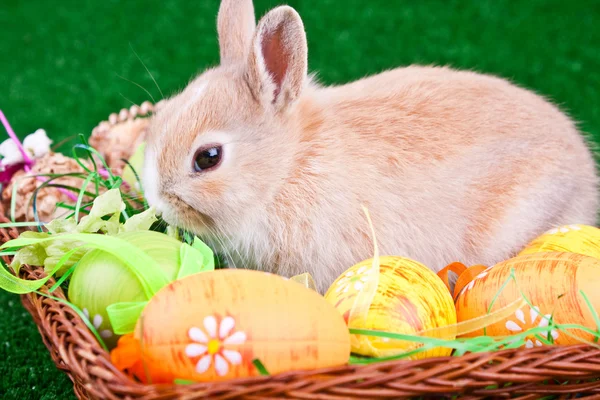 Colorful easter eggs and rabbit — Stock Photo, Image