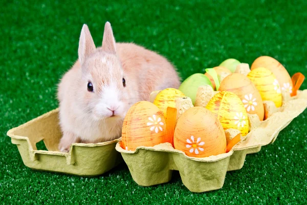 Paskalya yumurtaları ve bunny kutusunda — Stok fotoğraf