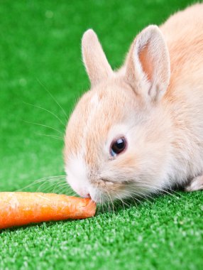 Rabbit eating carrot clipart