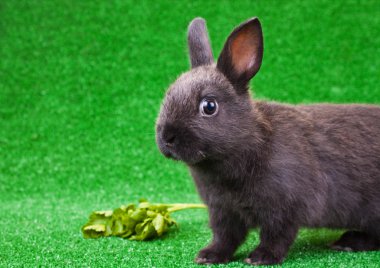 Balck domestic rabbit clipart