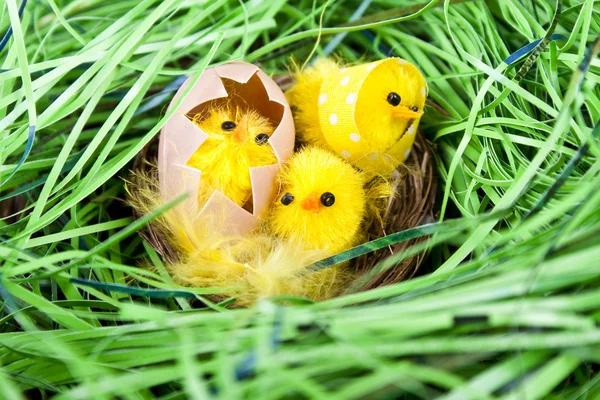 Easter chickens in nest — Stock Photo, Image