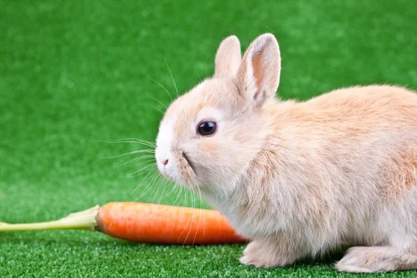Conejo y zanahoria — Foto de Stock