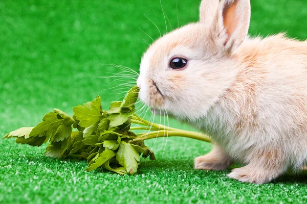 Ein kleines Kaninchen isst Salat — Stockfoto