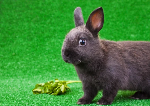 Balck domestic rabbit — Stock Photo, Image