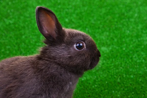 Крупный план кролика — стоковое фото