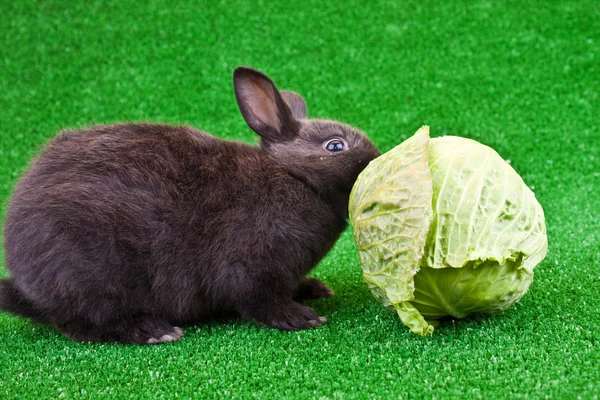 Hungry rabbit — Stock Photo, Image