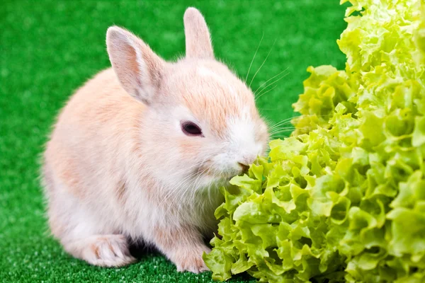 Roztomilý malý králík a salátem — Stock fotografie