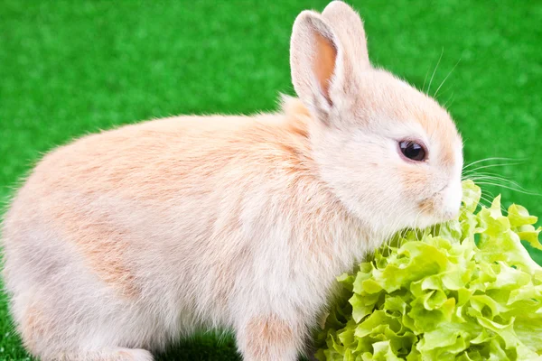 Domestic rabbit and salad — Stock Photo, Image