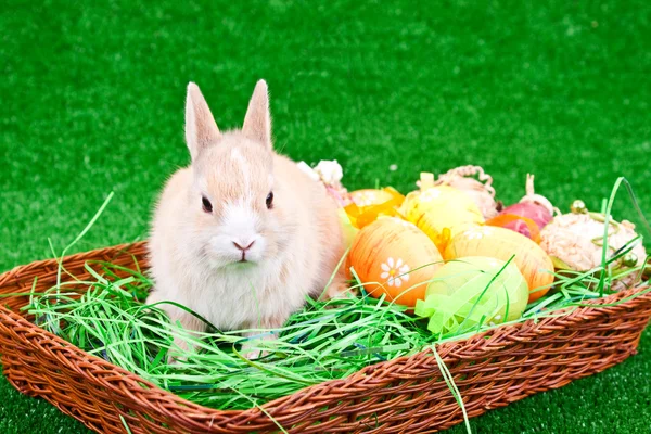 Easter eggs and rabbit — Stock Photo, Image