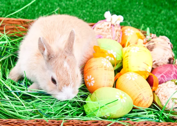 Маленький кролик і барвисті великодні яйця — стокове фото