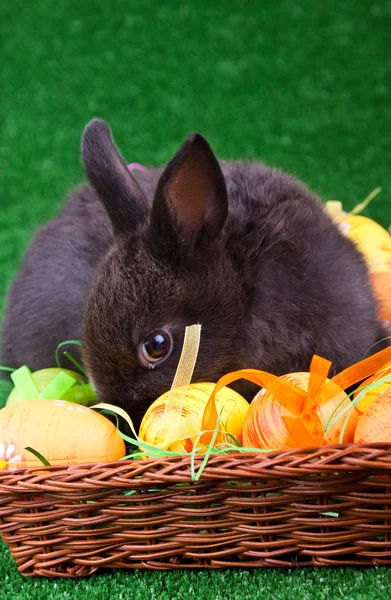 Shy bunny and easter eggs — Stock Photo, Image