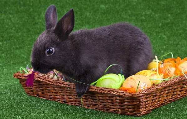 Conejo y huevos de Pascua —  Fotos de Stock