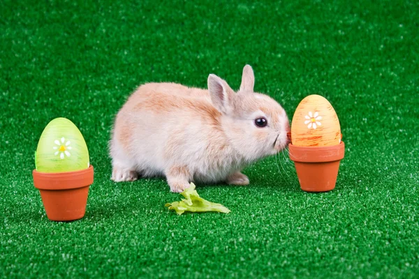 Bunny playing between easter eggs — Stock Photo, Image