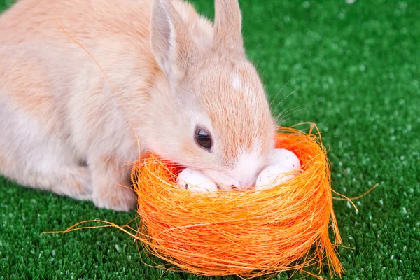 Cute domestic rabbit and easter eggs — Stock Photo, Image