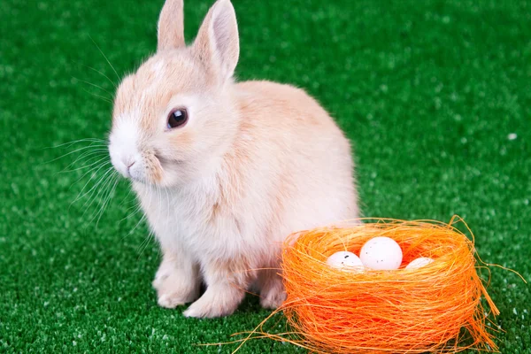 Conejo de Pascua y nido —  Fotos de Stock