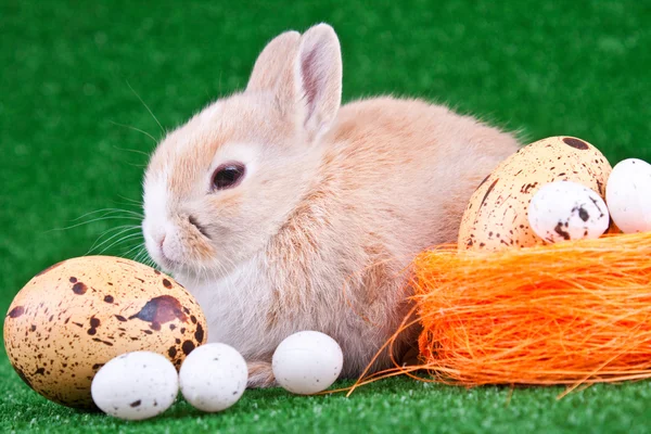 Rabbit and eggs — Stock Photo, Image