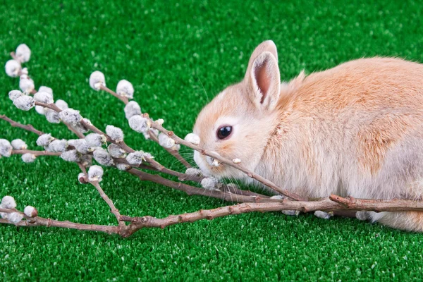 Rabbit and pussy willow — Stock Photo, Image