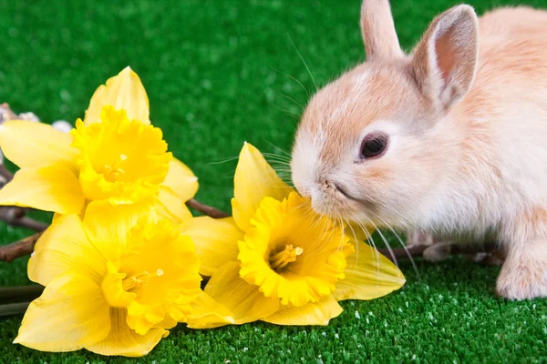Bunny och gula narcisser — Stockfoto
