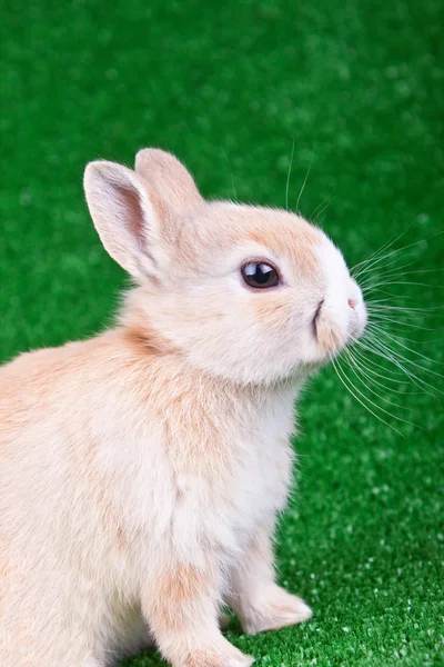 Söt kanin på gräs — Stockfoto
