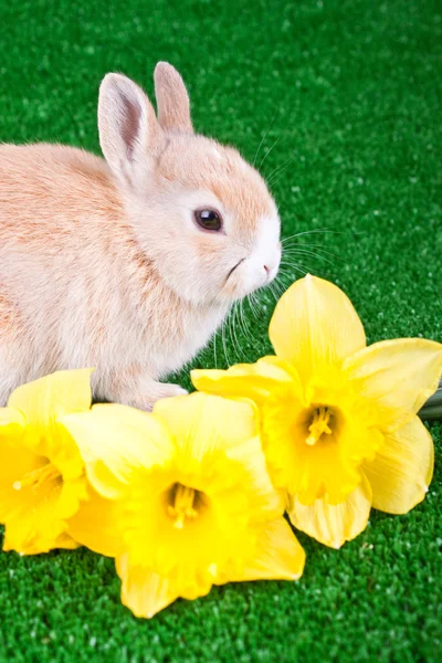 Conejo y narciso —  Fotos de Stock