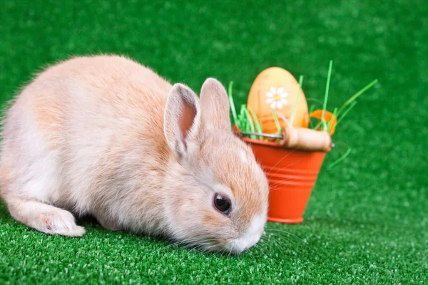 Sniffing bunny and easter eggs — Stock Photo, Image