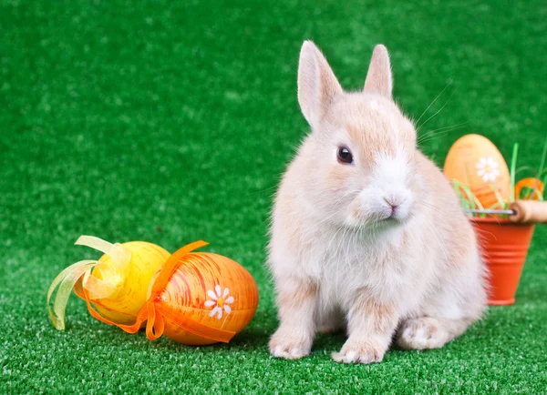 Decoración de Pascua, conejo y huevos —  Fotos de Stock
