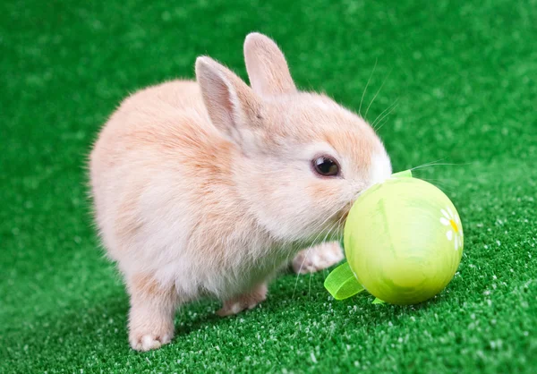 Bunny sniffing an easter egg — Stock Photo, Image
