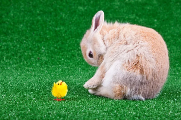 Kanin och kyckling — Stockfoto