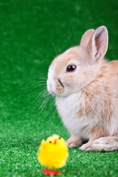 Cute rabbit and toy chicken — Stock Photo, Image