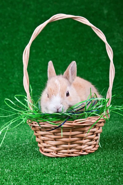 Kaninchen als Geschenk — Stockfoto